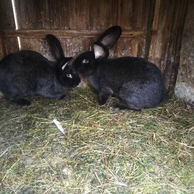 Sprzedam samczyki belgi