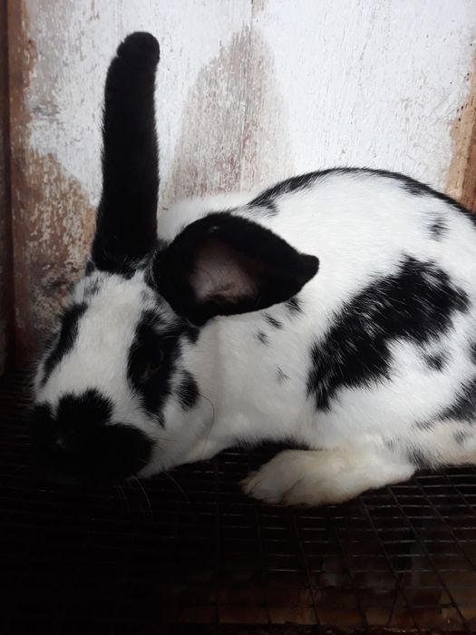 Кролики разных пород