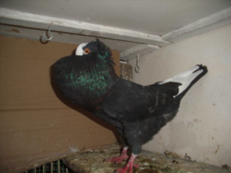 golebie ozdobne garlacze gornoslaskie samiec 2025r