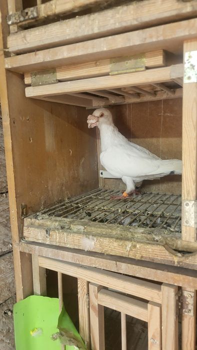 Gołębie staropolskie