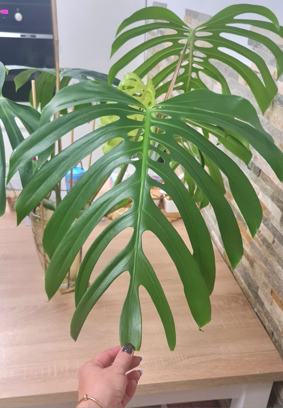 Monstera Sieranna Mexican form , szczyt 5 liści