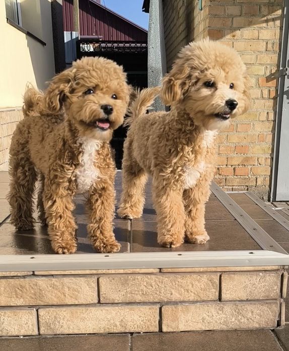 Мальтіпу F1 підрощені