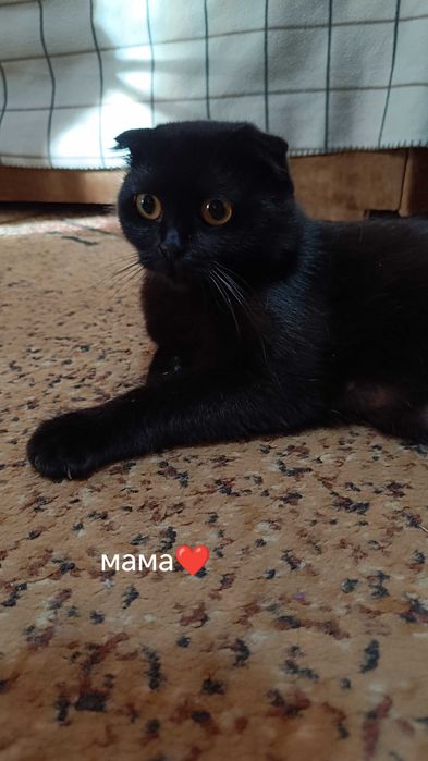 Кошенята Шотланд та британці