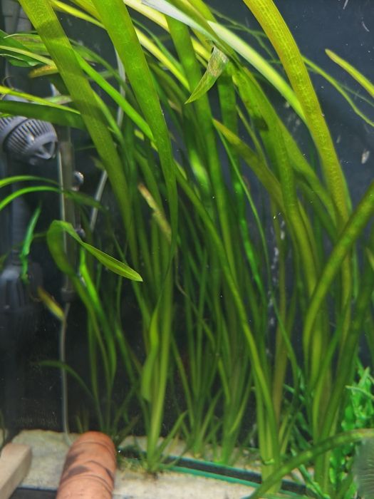 Trawa akwariowa gruba