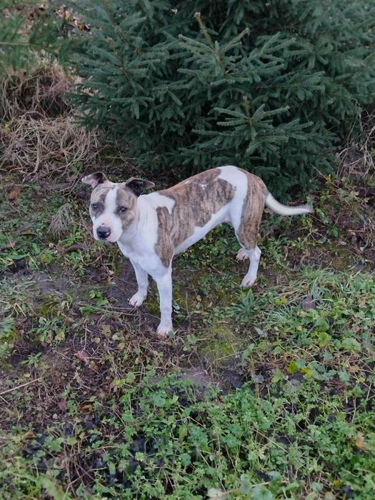 Młoda suczka w typie amstaffa pilnie szuka domu!!!