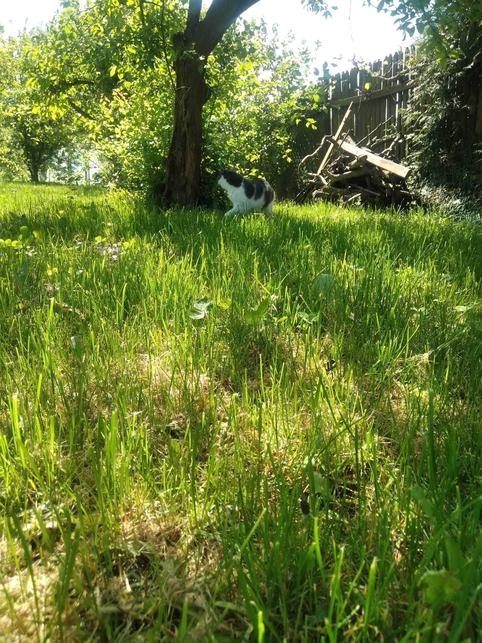 Zaginęła kotka ma na imię Luna, Widoradz w Wieluniu pochodi z 3 Maja