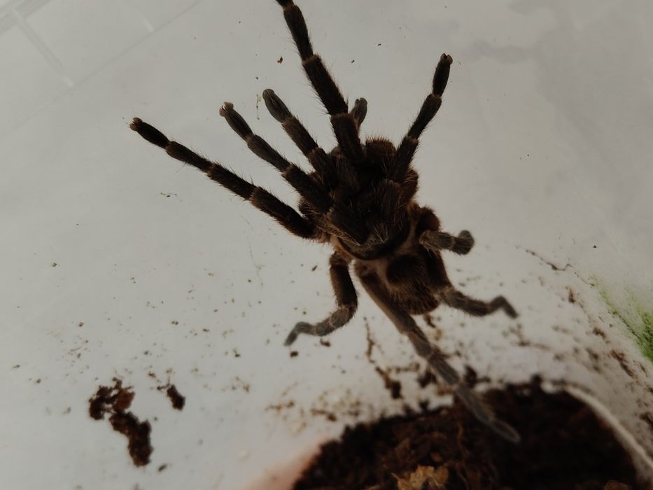 Euthycaelus colonica samica 2,5DC samica