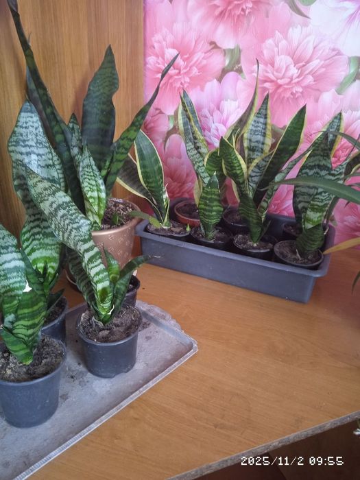 Дипладенія,колеус,сансівєра