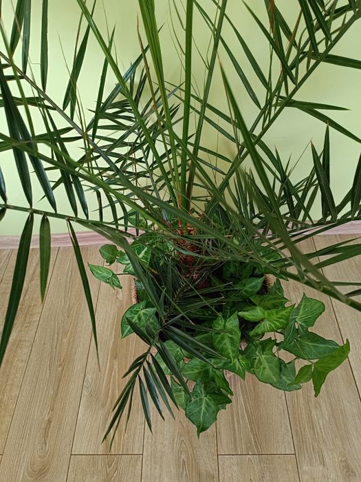 Kwiat Palma daktylowa