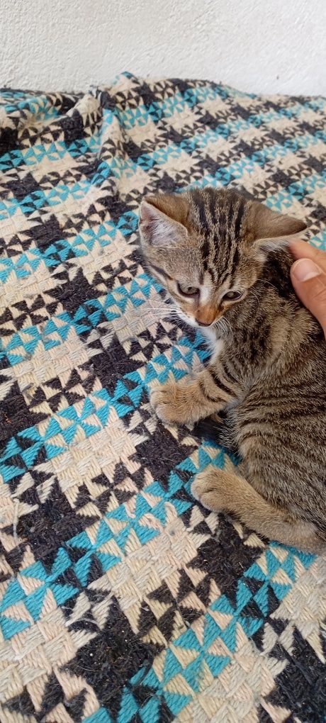 Para adopção 1 gatinha com 3 meses