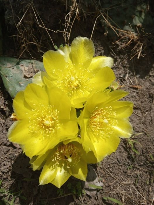 Опунція садова кактус