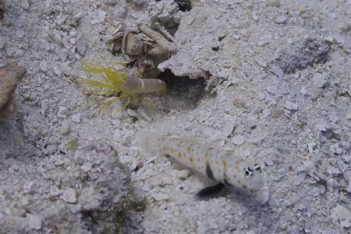 Akwarium morskie - Amblyeleotris guttata + krewetka Alpheus