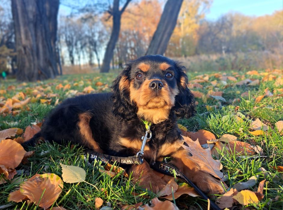 Cavalier King charles spaniel ZKwP/FCI gotowy do odbioru