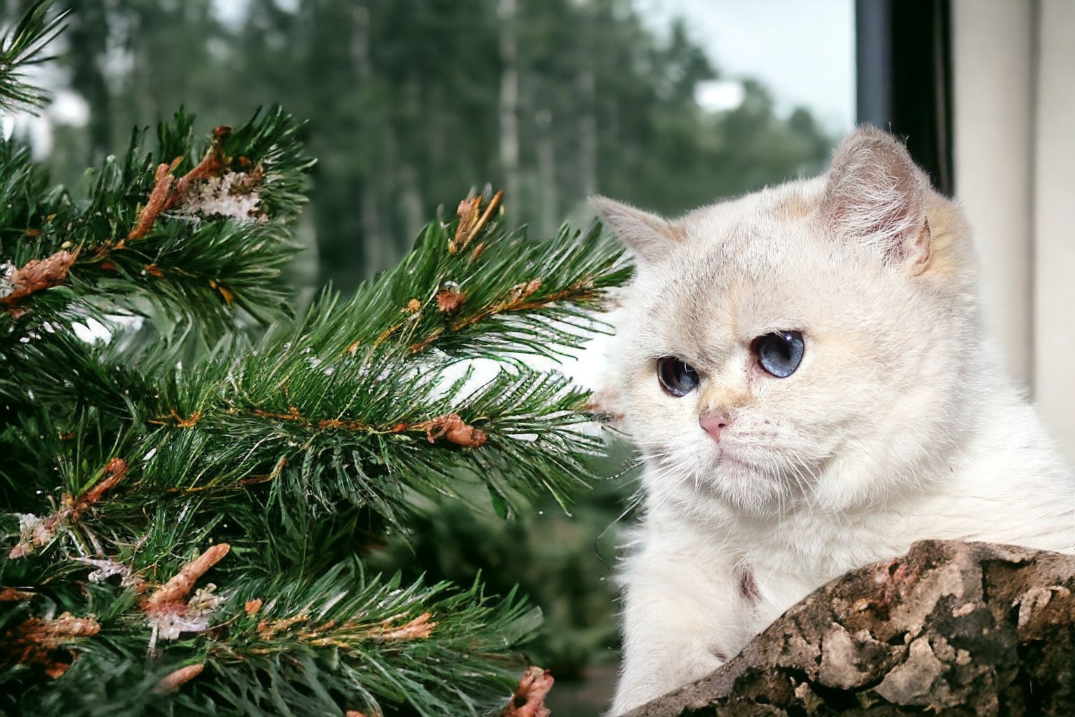 Великолепная прямоухая кошка