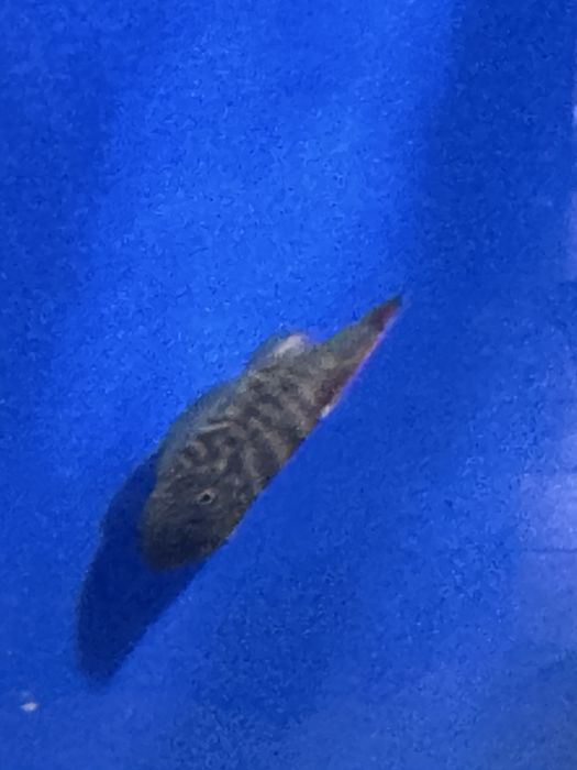 Gastromyzon blue fin