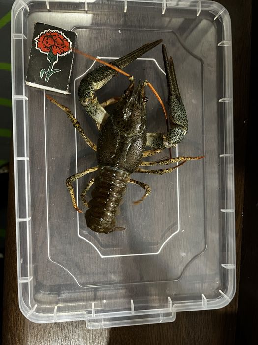 Продам живые раки