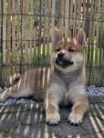 Shiba Inu - czerwona suczka FCI