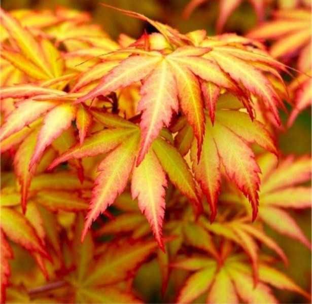 KLON PALMOWY ORANGE DREAM - sadzonki w doniczkach