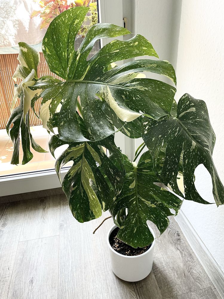 Monstera  Thai Constellation ( 1 )