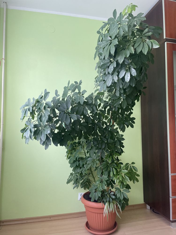 Szeflera drzewkowata Arbolicora Compacta, roślina do salonu. Ustka