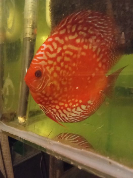 Sprzedam dorosłe pigeony i redrolsy