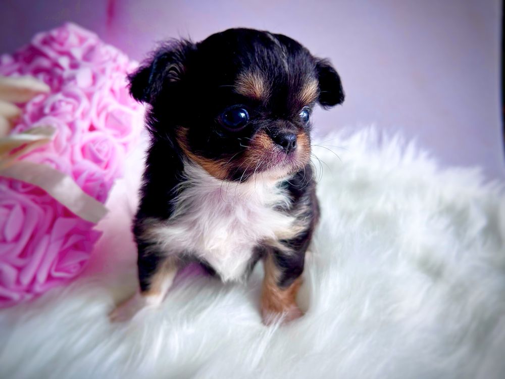 ***Śliczna długowłosa dziewczynka chihuahua tri color***