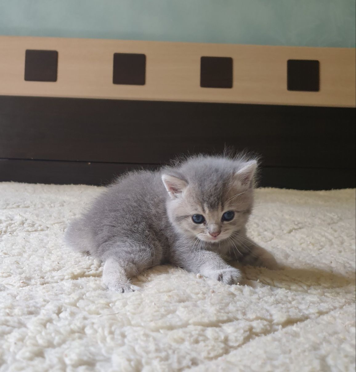 Британские котята