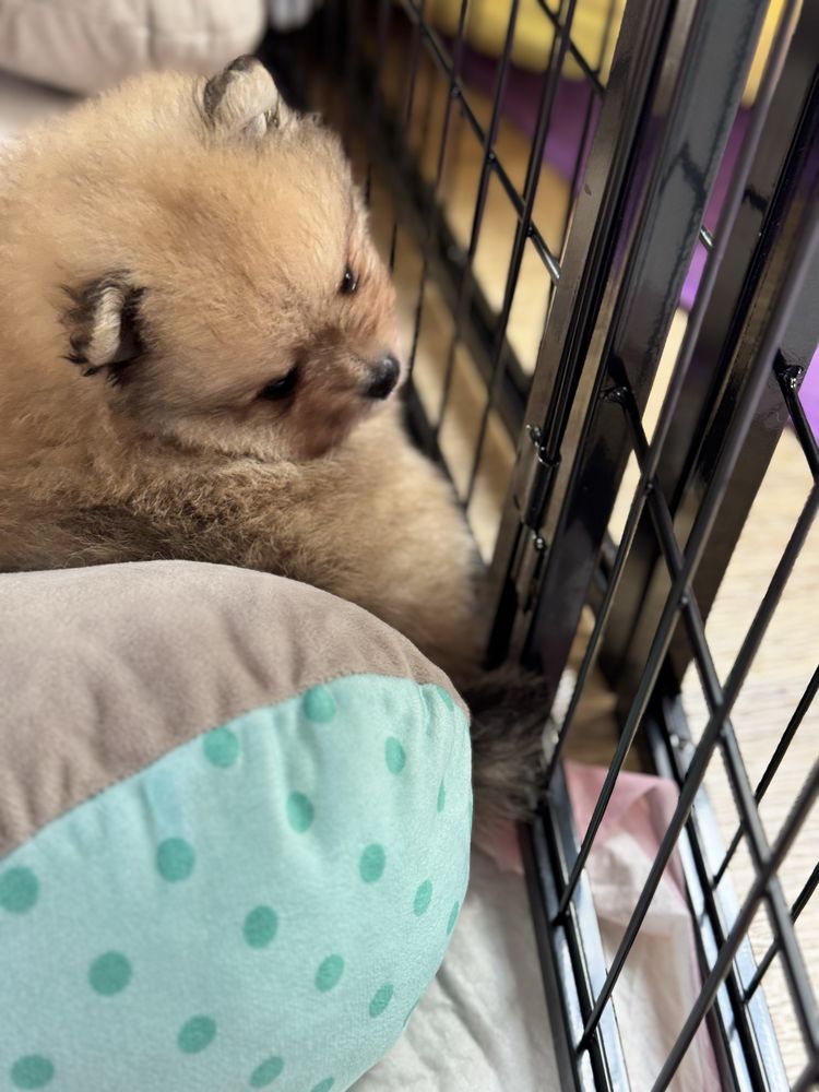 Piekny piesek pomeranian ZKwP