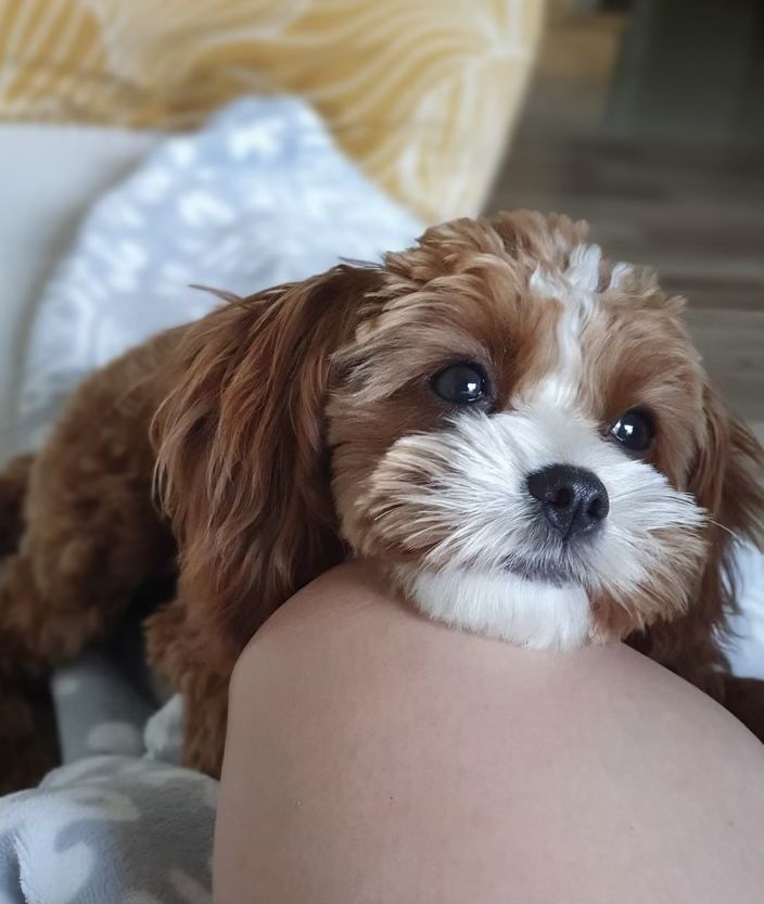 CAVAPOO mix cavalier & pudel toy RED gotowy do odbioru - pies