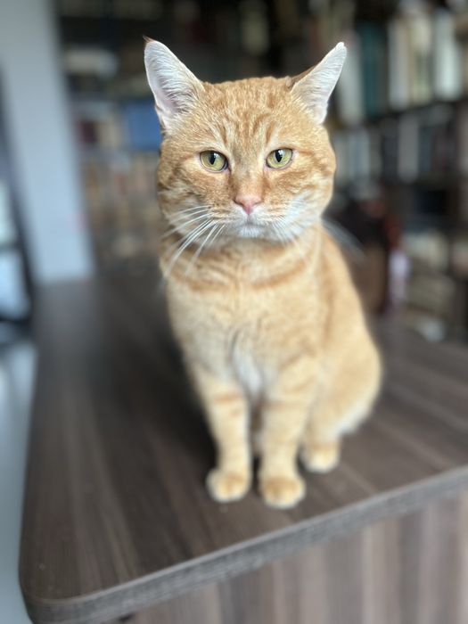 Котик кастрований