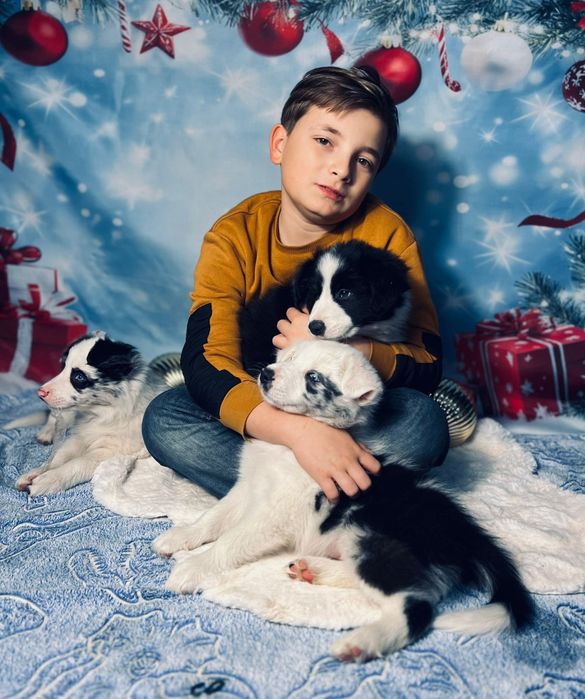 szczeniak  Border Collie ZKwP (FCI) czarno-biały Rezerwacja