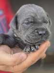 Cane Corso Italiano com LOP