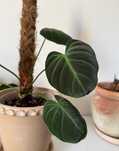 Philodendrom El Choco Red