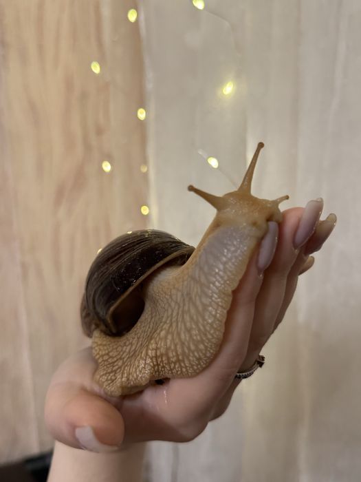 Косметичні равлики Ахатини