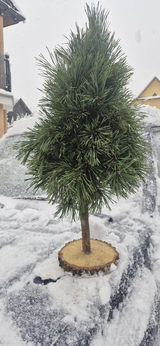 Zbieram zamówienia na wianki z żywej jodły , sosny.