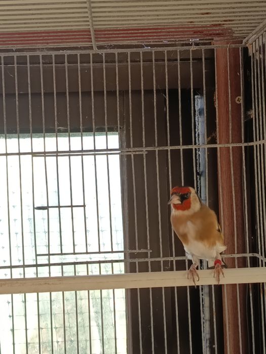 Pintassilgos,,híbridos de Pintassilgo