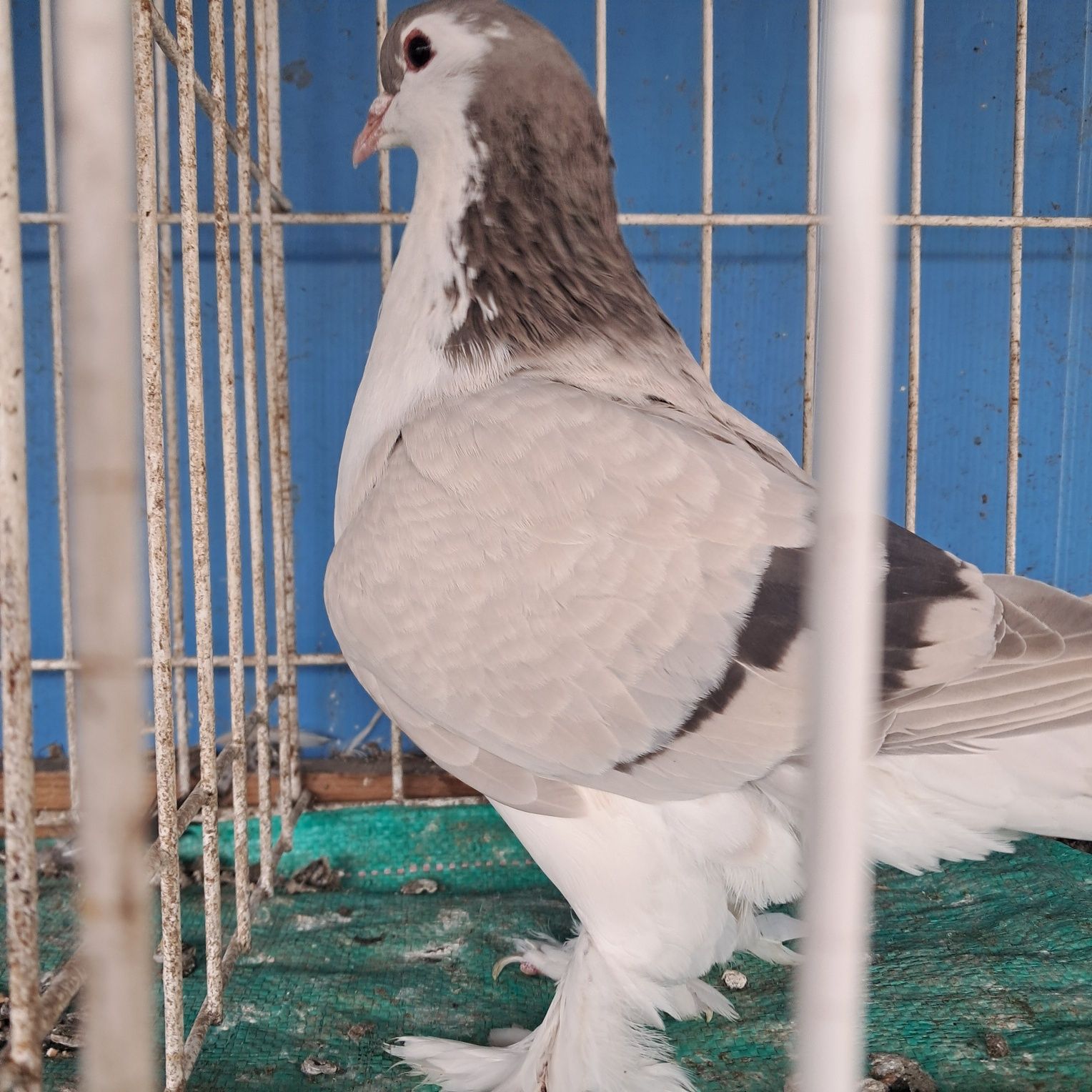 Lahor lahore możliwy transpot
