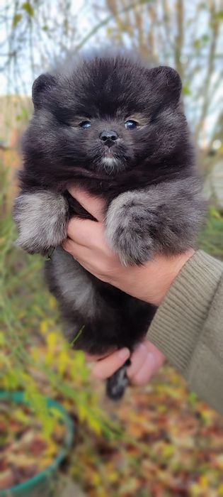 Маленькі пухнастики