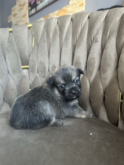 Pieski mieszańce Shih Tzu