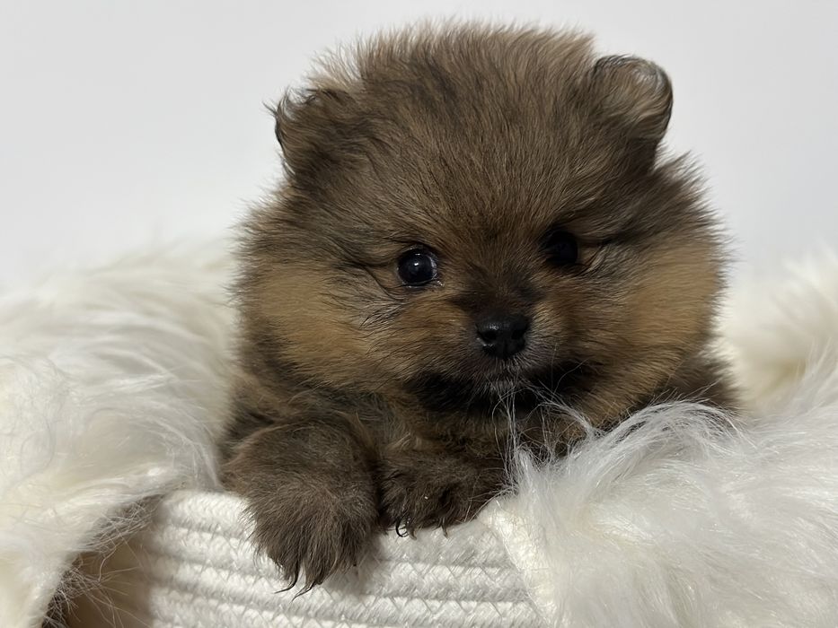 Szpic miniaturowy  Pomeranian FCI rezerwacja