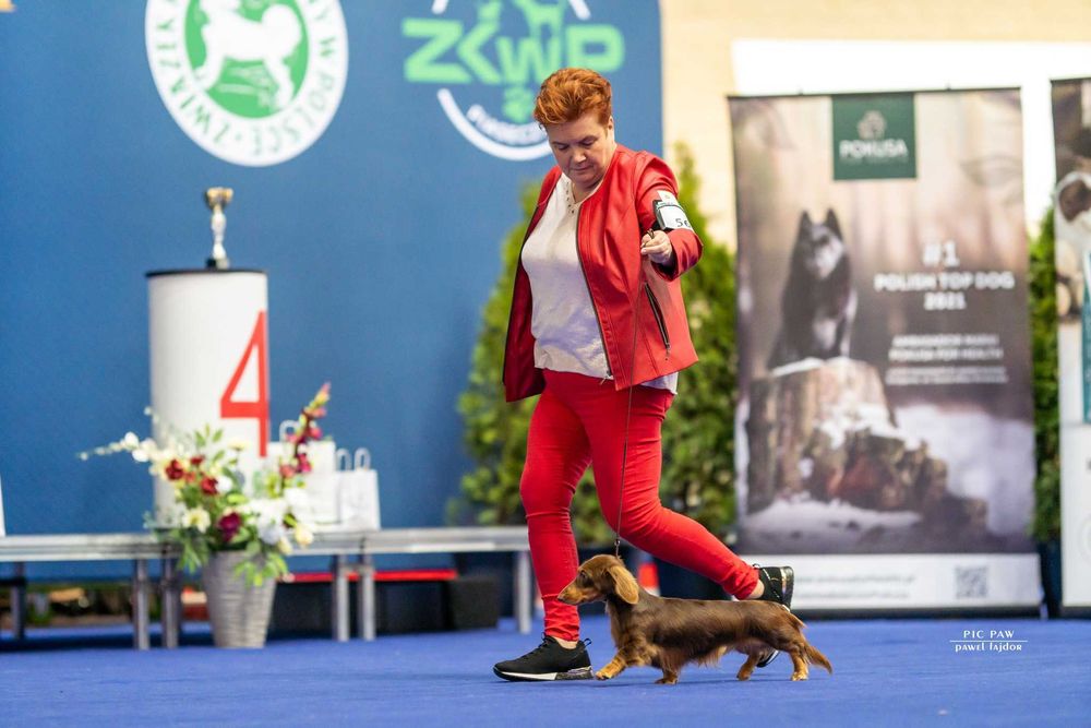 Jamnik Króliczy Długowłosy - CZEKOLADOWY gotowy do zmiany domku - ZKwP