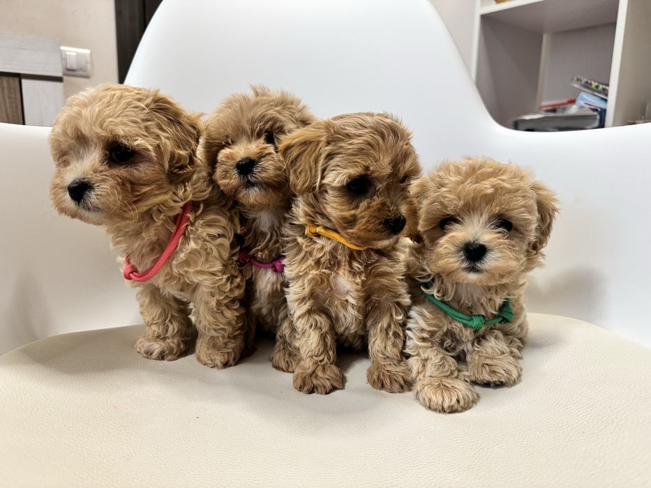 Найкращі Мальтіпу ф1