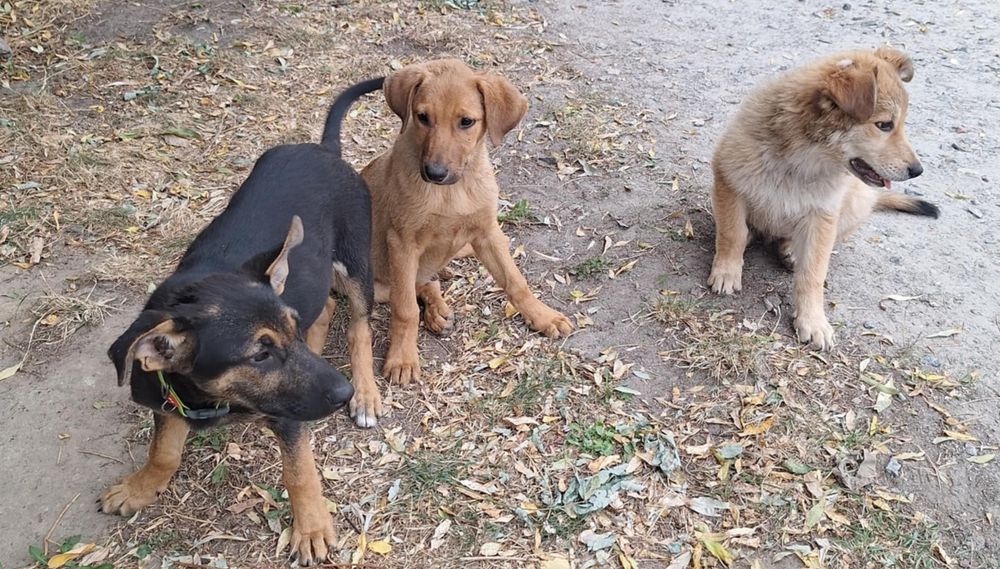 Щенята Барі, Тері і Роні шукають дім