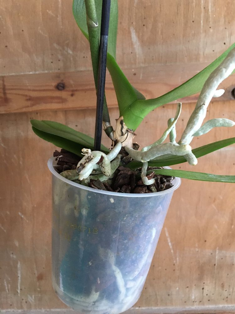 Орхідея міні