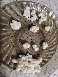 Молочный грибок Тибетский (кефирный) гриб