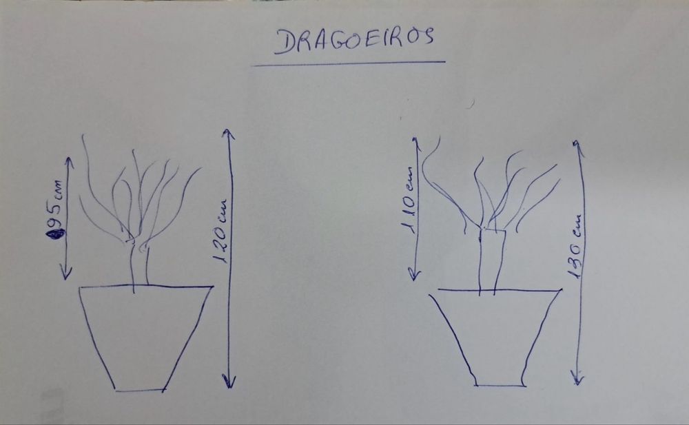 Dragoeiros oriundos da Ilha de Porto Santo em poceiro para replantar