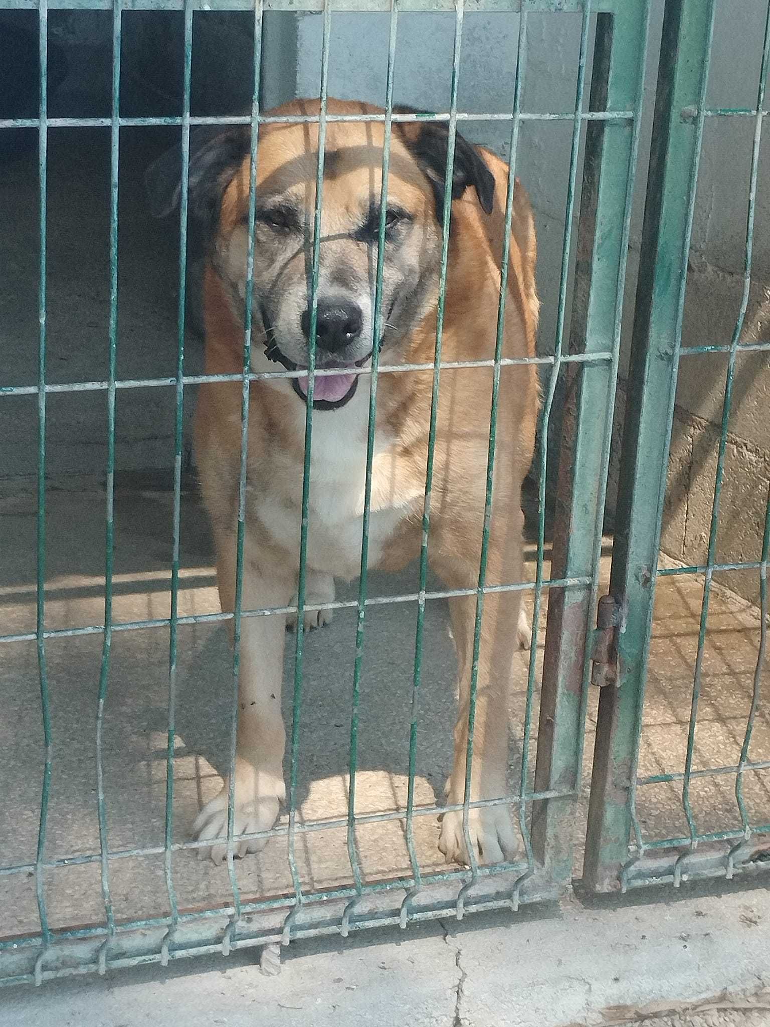 POPEYE (Macho, Adulto, 40Kg) Para Adopção