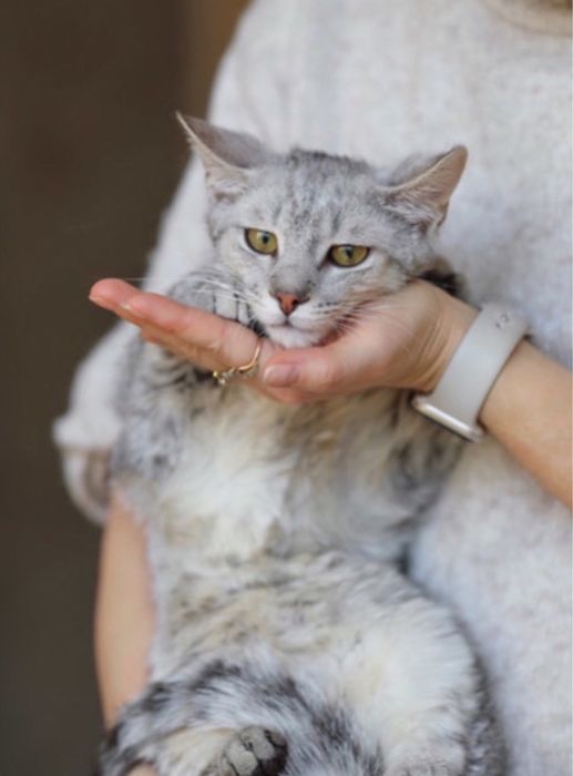 Ельбрум, 8 мес, котенок серый, мальчик