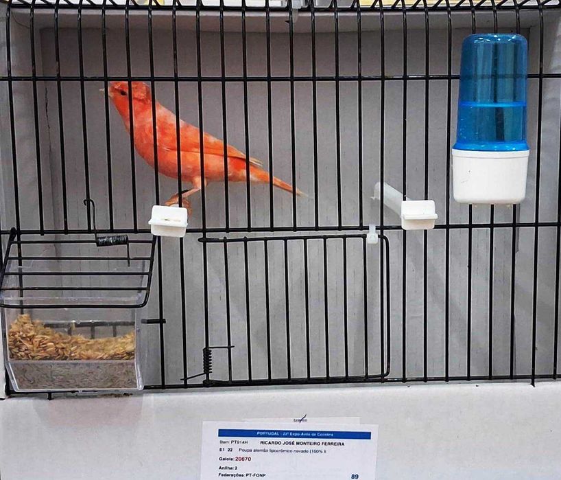 Canários de Competição e Criação