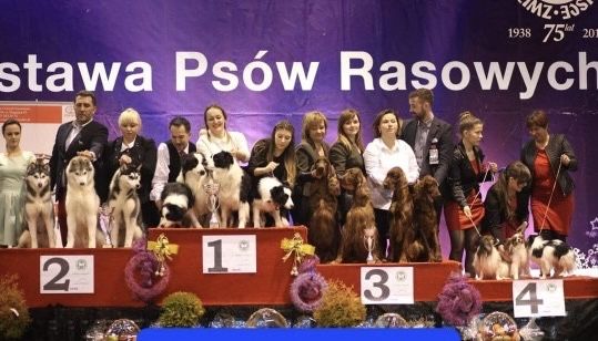 Border Collie  piesek FCI